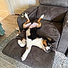 Bruce Wayne is registered to the contest to win money with this photo: dog, recliner, upside_down, relaxing, living_room, carpet, wood_floor, door, home_interior, pet, fur, black_white_brown, canine, paw, ears, nose, seat, cushion, animal, resting