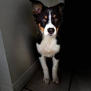 Bruce Wayne joined the competition — help win amazing prizes! dog, puppy, black, white, brown, pet, animal, indoors, corner, tile_floor, curious, alert, ears, fur, portrait, young, domestic, cute, looking, shadow