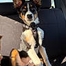 Bruce Wayne joined the competition — help win amazing prizes! dog, puppy, car_interior, seat, harness, sunlight, window, tree, black_fur, white_fur, brown_fur, ears, sitting, pet, cute, animal, canine, young_dog, inside, daylight