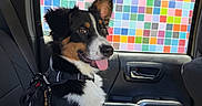 Bruce Wayne is registered to the contest to win money with this photo: dog, canine, pet, car_interior, seat, window, colorful_background, mosaic, black_fur, white_fur, brown_fur, tongue_out, happy, ears_up, leash, harness, side_view, daylight, portrait, indoor