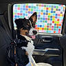 dog, canine, pet, car_interior, seat, window, colorful_background, mosaic, black_fur, white_fur, brown_fur, tongue_out, happy, ears_up, leash, harness, side_view, daylight, portrait, indoor