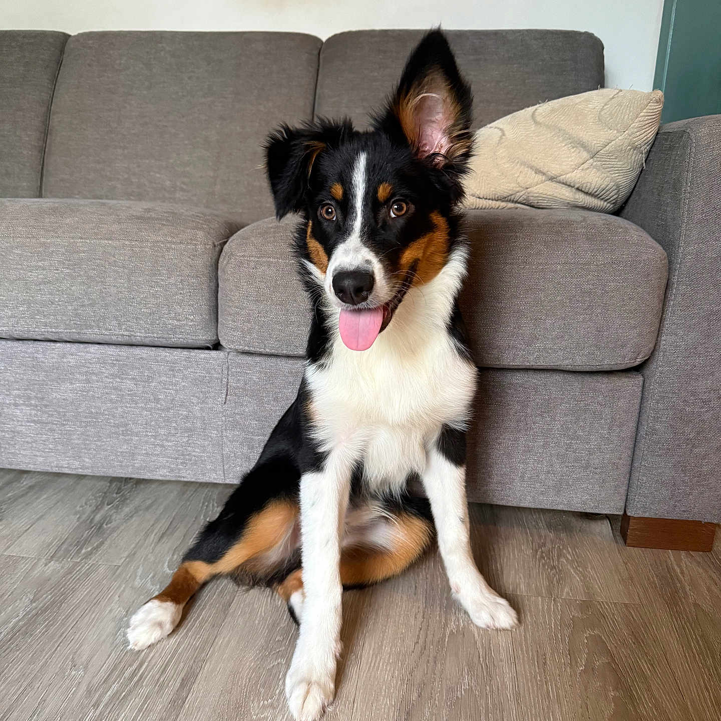 Bruce Wayne is registered to the contest to win money with this photo: dog, tricolor, sitting, tongue_out, ear_up, ear_flopped, wooden_floor, gray_couch, pillow, indoor, pet, cute, happy, animal, canine, fur, living_room, home, smiling, domestic