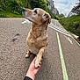 Naïa a rejoint le concours — aidez-le/la à gagner de superbes lots ! dog, paw, person, hand, outdoor, path, pavement, greenery, buildings, cloudy_sky, sidewalk, quiet_street, pet, animal, friendly, nature, walking_path, urban, street_markings, casual
