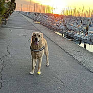 Naïa participe au concours pour gagner de l'argent avec cette photo : dog, golden_retriever, sunset, marina, boats, water, pavement, outdoor, pet, animal, canine, happy, tongue_out, walking, nature, sky, dock, harbor, leash, evening