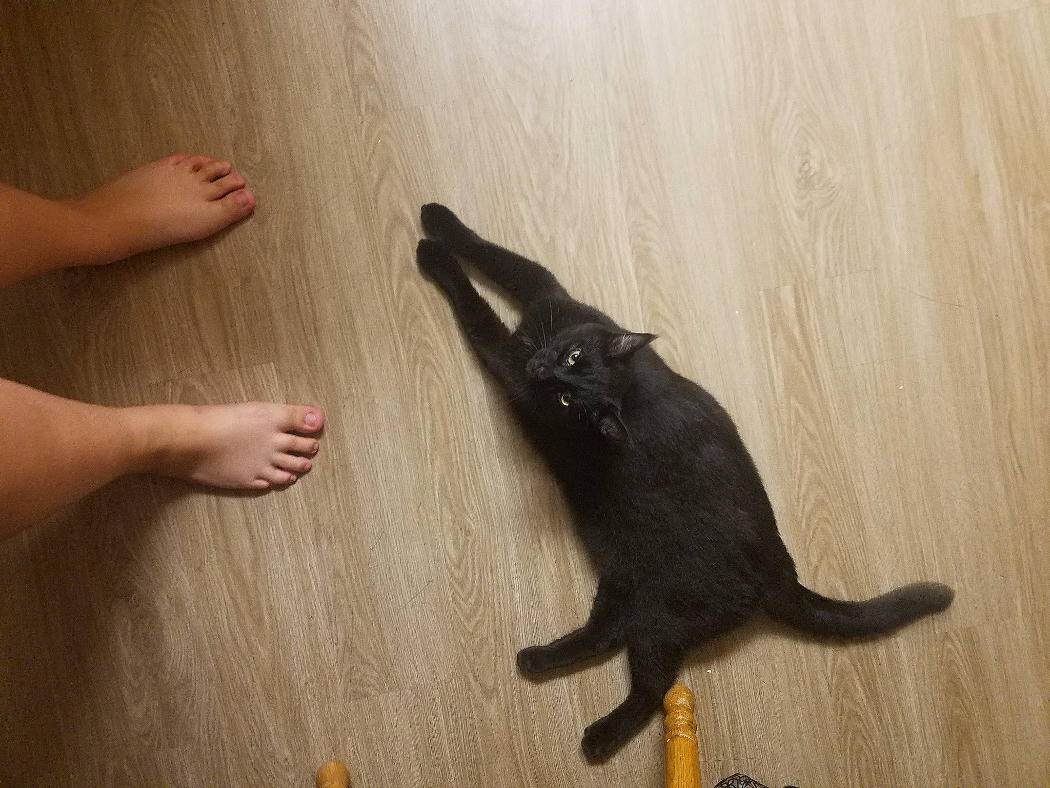 Toriel is registered to the contest to win money with this photo: barefoot, black_cat, carnivore, cat, comfort, dog_breed, felidae, floor, flooring, foot, gesture, hardwood, human_body, human_leg, small_to_medium_sized_cats, snout, tail, toe, whiskers, wood