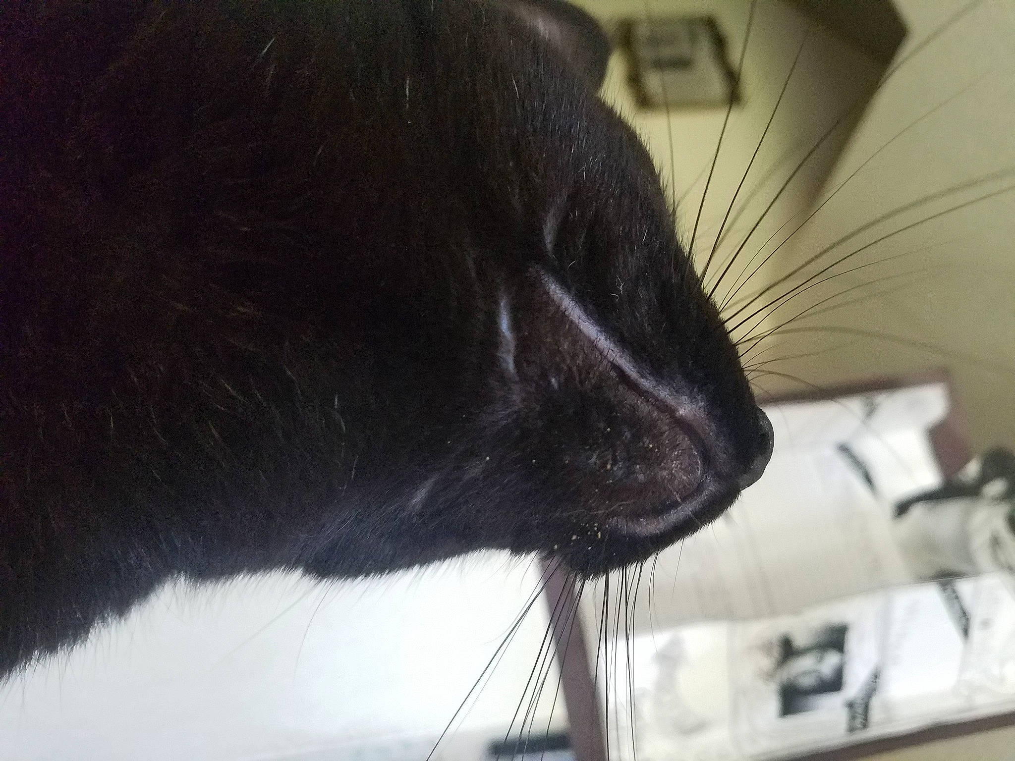 Toriel is registered to the contest to win money with this photo: black_cat, bombay, canidae, carnivore, cat, claw, comfort, dog_breed, domestic_short_haired_cat, felidae, flooring, fur, human_leg, room, small_to_medium_sized_cats, snout, sporting_group, tail, terrestrial_animal, whiskers