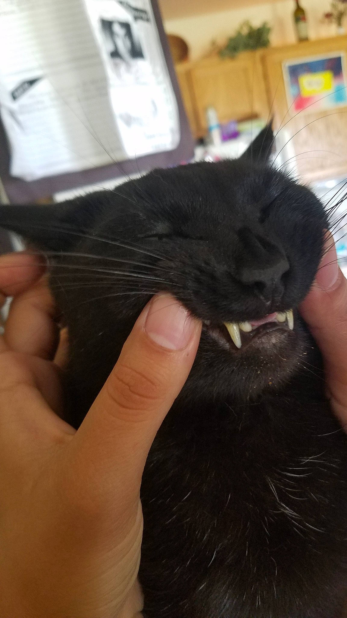Toriel joined the competition — help win amazing prizes! black_cat, bombay, carnivore, cat, claw, comfort, domestic_short_haired_cat, felidae, finger, fur, gesture, hand, nail, small_to_medium_sized_cats, snout, thumb, whiskers, wrist