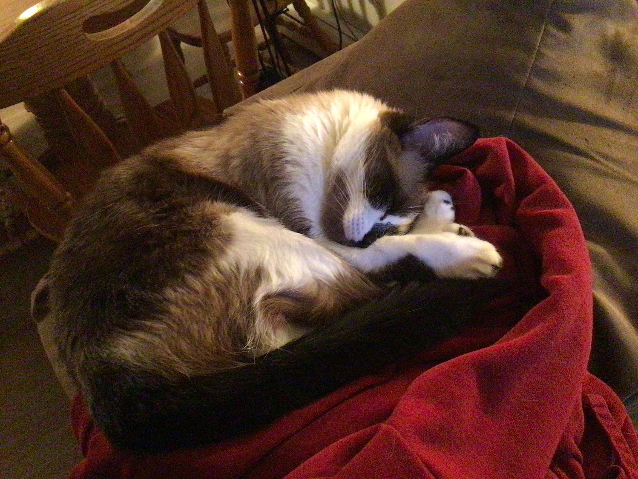 Lulu is registered to the contest to win money with this photo: canidae, carnivore, cat, chair, comfort, companion_dog, dog_breed, domestic_short_haired_cat, felidae, fur, hardwood, linens, nap, paw, room, small_to_medium_sized_cats, sporting_group, tail, whiskers, wood