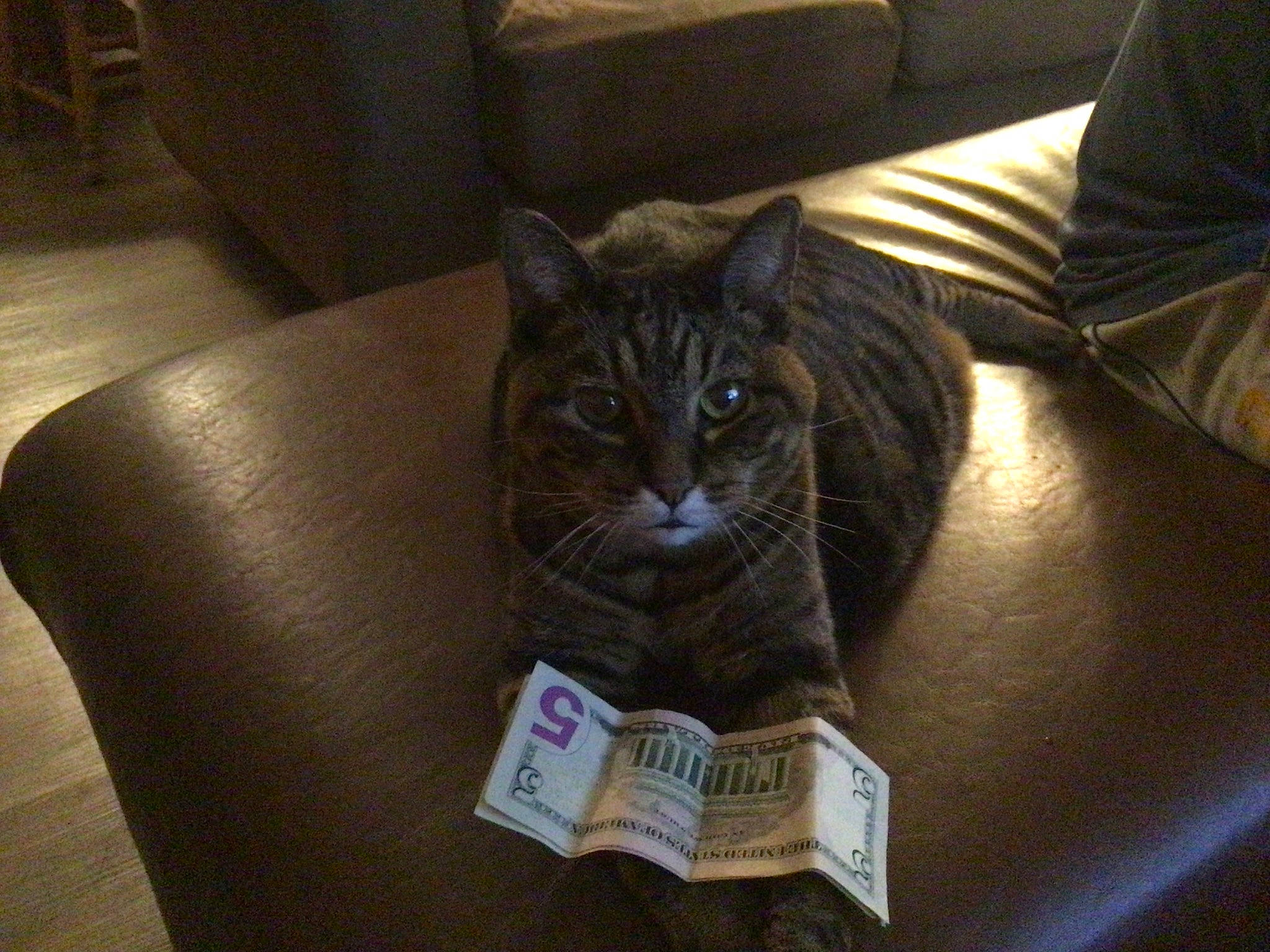 Mistey is registered to the contest to win money with this photo: box, carnivore, cat, chair, comfort, couch, domestic_short_haired_cat, felidae, flooring, fur, grey, hardwood, packaging_and_labeling, room, small_to_medium_sized_cats, smile, snout, whiskers, window, wood