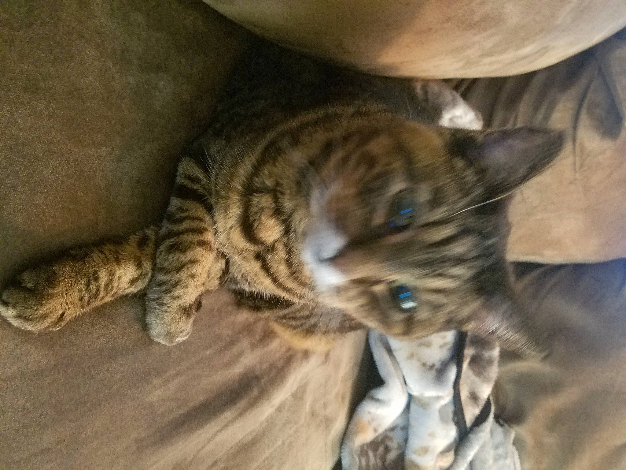 Mistey joined the competition — help win amazing prizes! carnivore, cat, claw, comfort, domestic_short_haired_cat, door, electric_blue, felidae, fur, paw, small_to_medium_sized_cats, snout, tail, terrestrial_animal, whiskers, wood