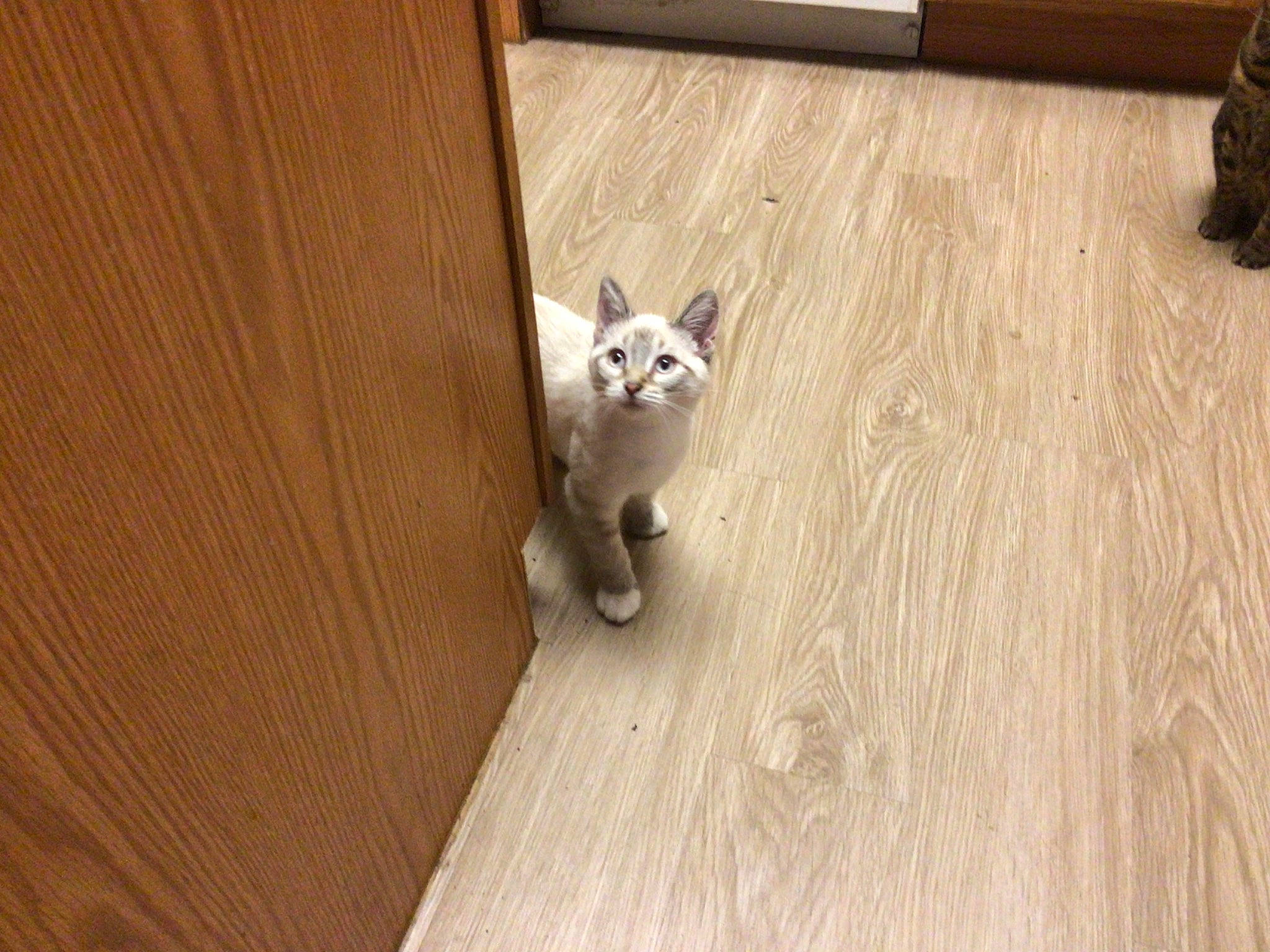 Snowball joined the competition — help win amazing prizes! brown, carnivore, cat, companion_dog, dog_breed, domestic_short_haired_cat, fawn, felidae, floor, flooring, grey, hardwood, laminate_flooring, small_to_medium_sized_cats, tail, varnish, whiskers, wood, wood_flooring, wood_stain