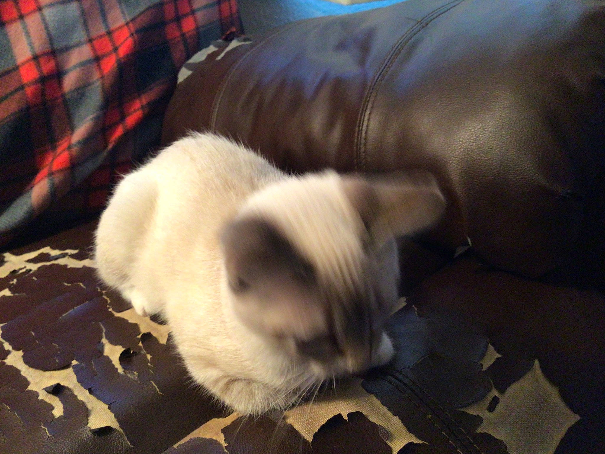 Snowball joined the competition — help win amazing prizes! canidae, carnivore, cat, comfort, companion_dog, couch, dog_breed, fawn, felidae, flooring, paw, plaid, small_to_medium_sized_cats, snout, sporting_group, tail, tartan, terrestrial_animal, textile, whiskers