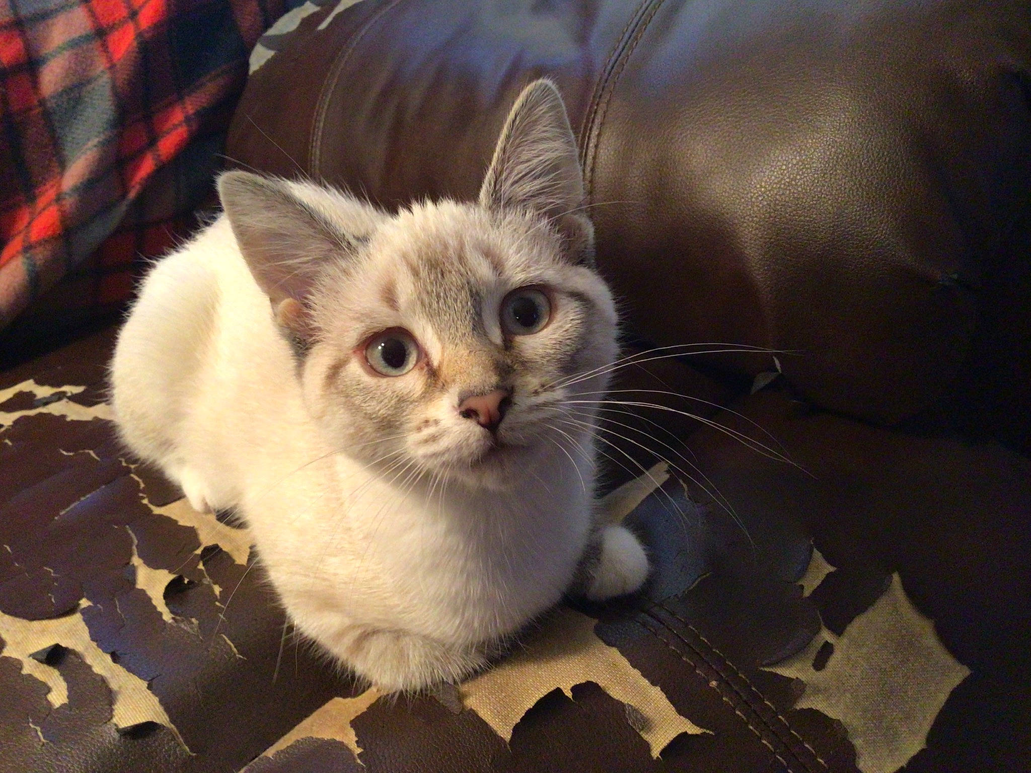 Snowball joined the competition — help win amazing prizes! carnivore, cat, comfort, domestic_short_haired_cat, fawn, felidae, fur, pattern, paw, plaid, small_to_medium_sized_cats, snout, tail, tartan, terrestrial_animal, whiskers