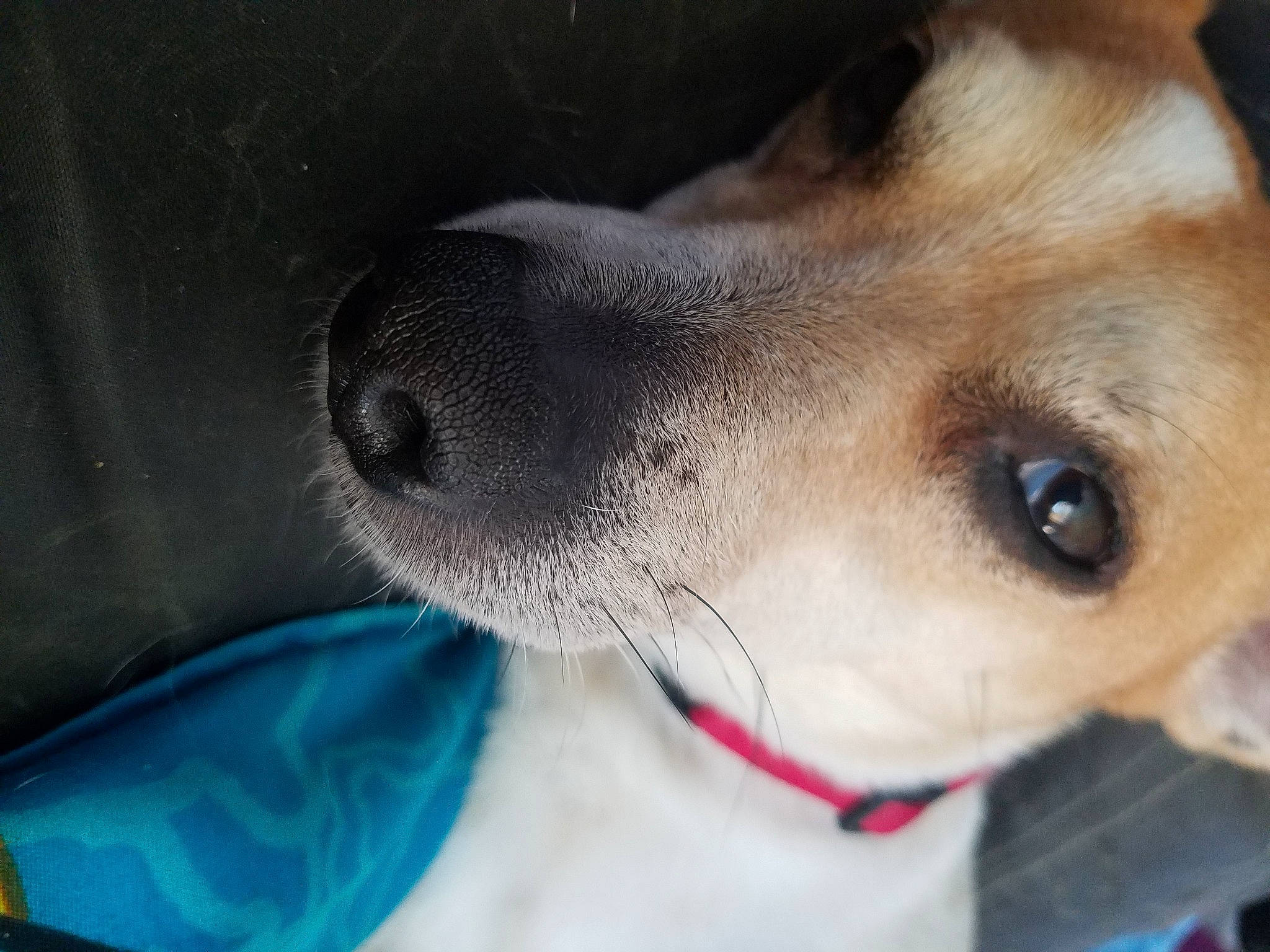 Spuddy joined the competition — help win amazing prizes! carnivore, collar, companion_dog, dog, dog_breed, dog_collar, ear, electric_blue, fawn, fur, gun_dog, laptop, pet_supply, snout, whiskers, working_animal