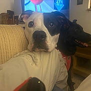 Lucy is registered to the contest to win money with this photo: dog, indoor, blanket, couch, black_and_white_dog, black_dog, pet, animal, resting, panting, television, living_room, furniture, curious, close_up, head, ears, nose, tongue, companion