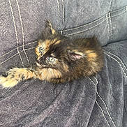 Ruby participe au concours pour gagner de l'argent avec cette photo : kitten, cat, tortoiseshell, feline, pet, animal, fur, cushion, gray, soft, stitching, resting, cute, whiskers, indoor, young, small, domestic, relaxed, closeup