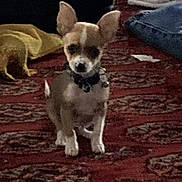 Rocko is registered to the contest to win money with this photo: dog, small_dog, ears, carpet, patterned_carpet, indoor, clothing, jeans, furniture, pet, floor, animal, collar, sitting, brown_dog, white_paws, domestic_animal, home, cozy, low_light