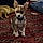 Rocko