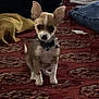 dog, small_dog, ears, carpet, patterned_carpet, indoor, clothing, jeans, furniture, pet, floor, animal, collar, sitting, brown_dog, white_paws, domestic_animal, home, cozy, low_light