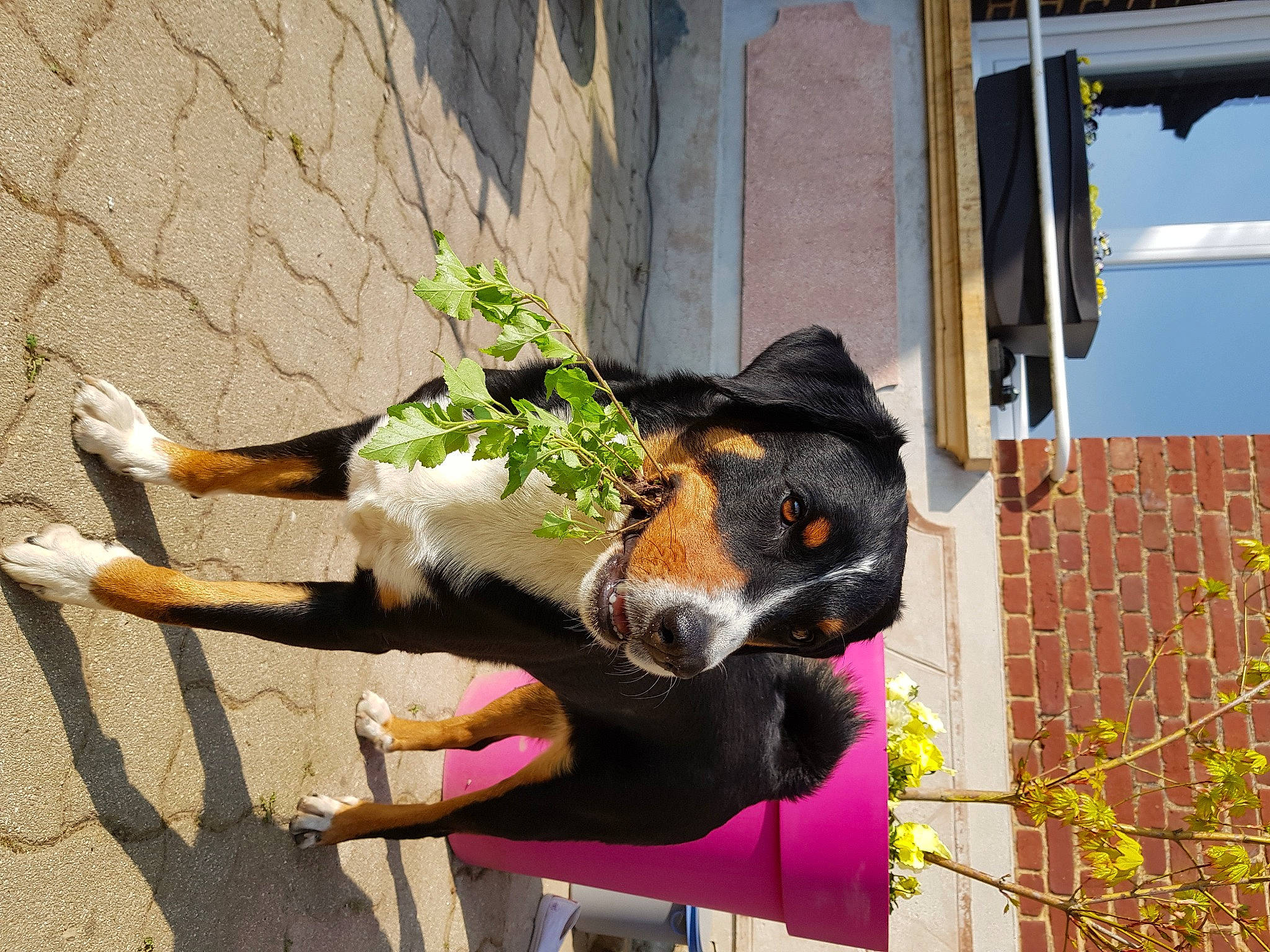 Bounty a rejoint le concours — aidez-le/la à gagner de superbes lots ! australian_kelpie, canidae, carnivore, dog, dog_breed, entlebucher_mountain_dog, greater_swiss_mountain_dog, plant, working_dog
