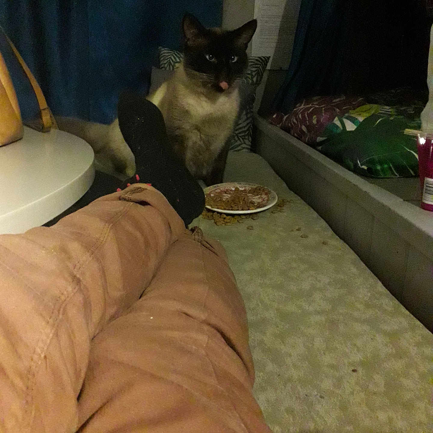 Peti participe au concours pour gagner de l'argent avec cette photo : carpet, cat, cat_food, couch, cozy, curtain, dim_lighting, home, indoor, legs, pants, person, pet, pillows, plate, relaxing, siamese_cat, socks, spilled_food, table