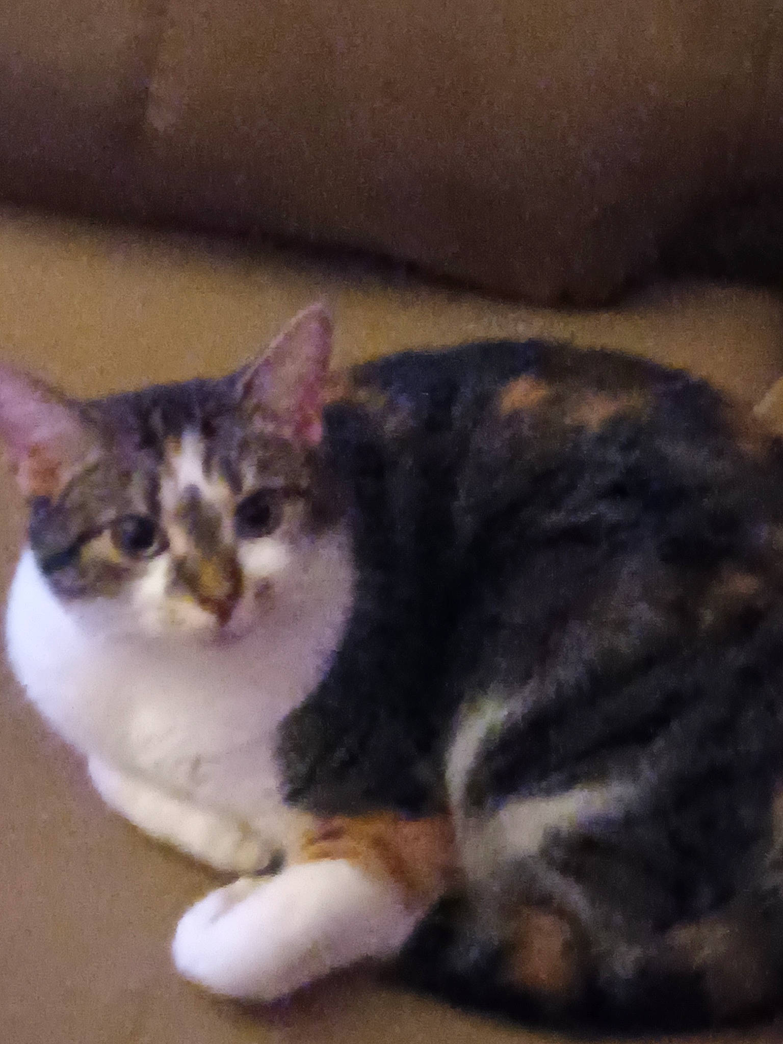 Chloe is registered to the contest to win money with this photo: carnivore, cat, claw, comfort, domestic_short_haired_cat, eye, felidae, fur, human_body, paw, sitting, small_to_medium_sized_cats, snout, tail, terrestrial_animal, whiskers