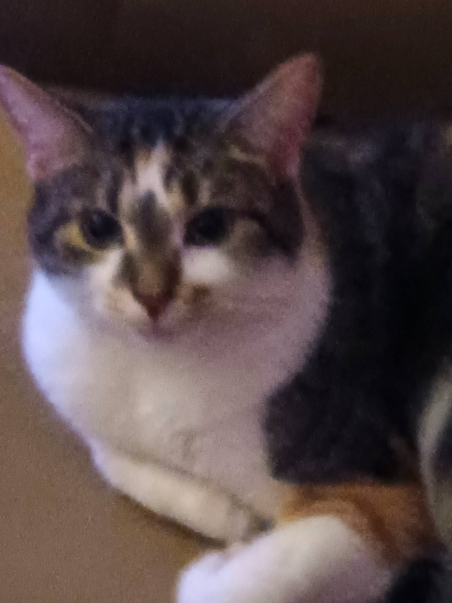 Chloe joined the competition — help win amazing prizes! carnivore, cat, domestic_short_haired_cat, felidae, fur, paw, photo_caption, small_to_medium_sized_cats, snout, square, tail, terrestrial_animal, whiskers, wildlife, window