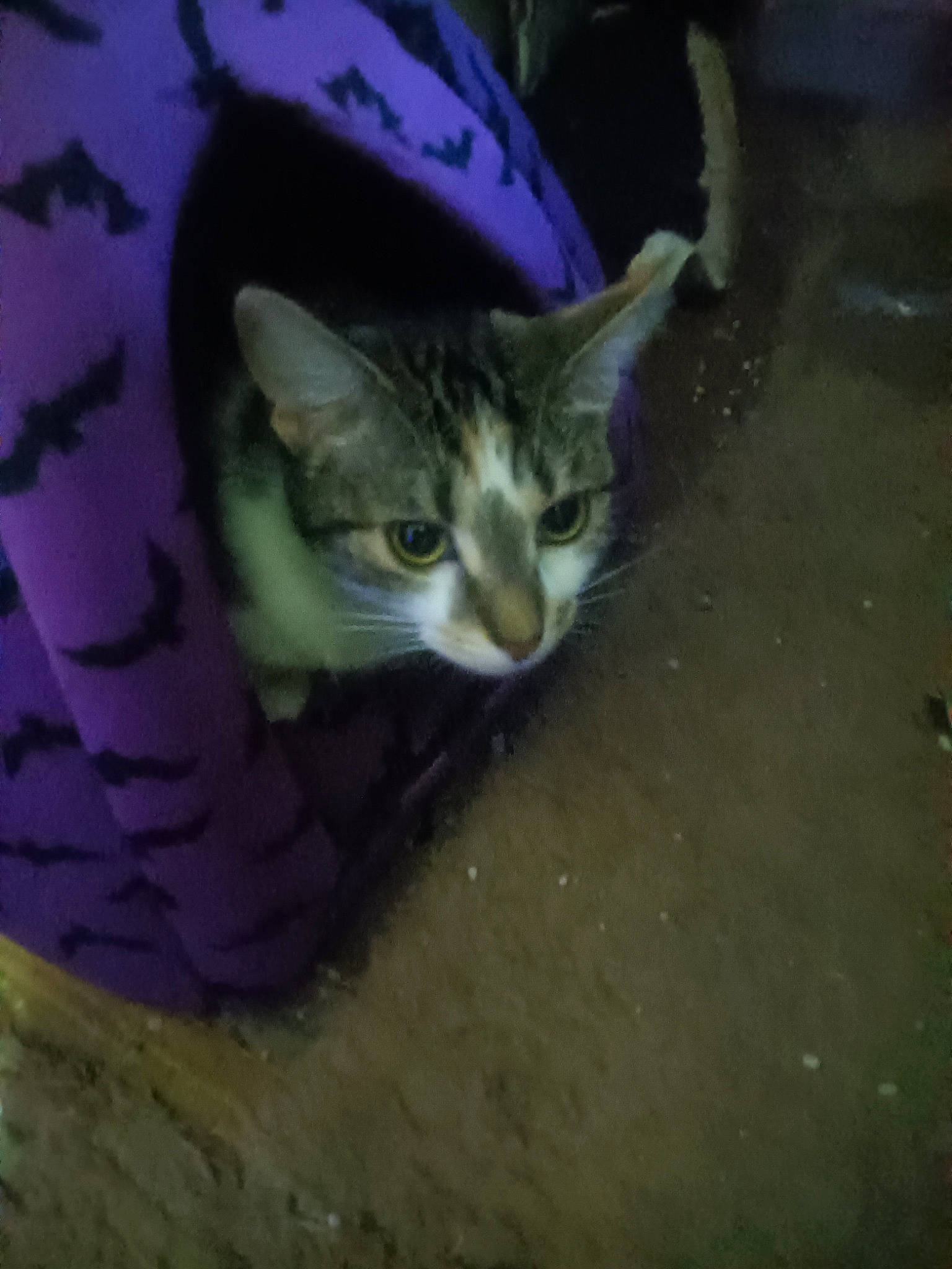 Chloe is registered to the contest to win money with this photo: carnivore, cat, cat_supply, claw, darkness, domestic_short_haired_cat, electric_blue, felidae, fur, grass, paw, small_to_medium_sized_cats, snout, soil, tail, terrestrial_animal, whiskers, wildlife