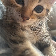 Simba joined the competition — help win amazing prizes! kitten, cat, close_up, tabby, paw, fur, whiskers, eyes, cute, pet, animal, young, indoor, curious, soft_light, mammal, feline, portrait, small, adorable