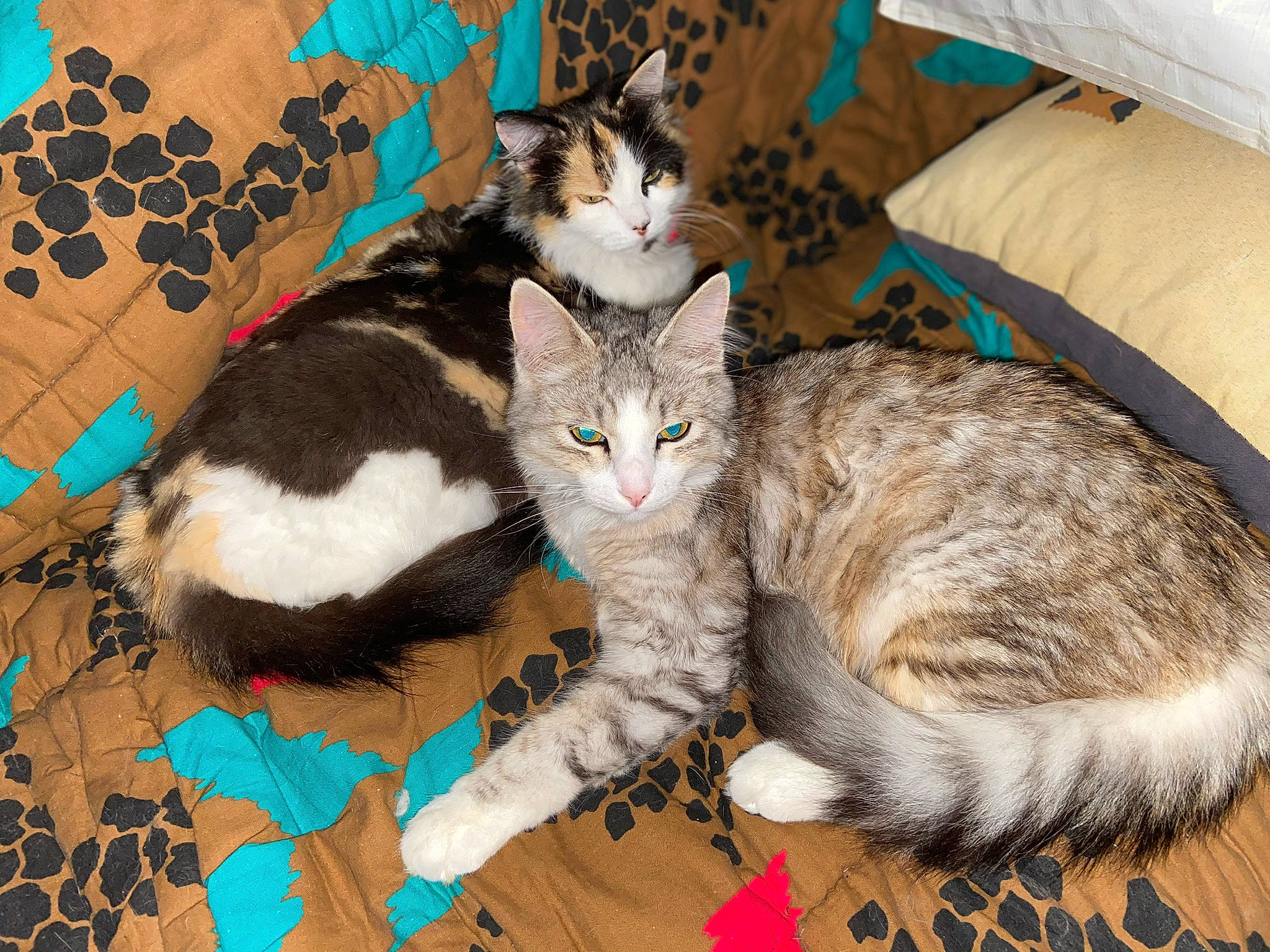 Lixy a rejoint le concours — aidez-le/la à gagner de superbes lots ! aegean_cat, american_shorthair, asian, carnivore, cat, claw, domestic_short_haired_cat, dragon_li, european_shorthair, felidae, fur, german_rex, kitten, ojos_azules, polydactyl_cat, small_to_medium_sized_cats, tabby_cat, tail, whiskers