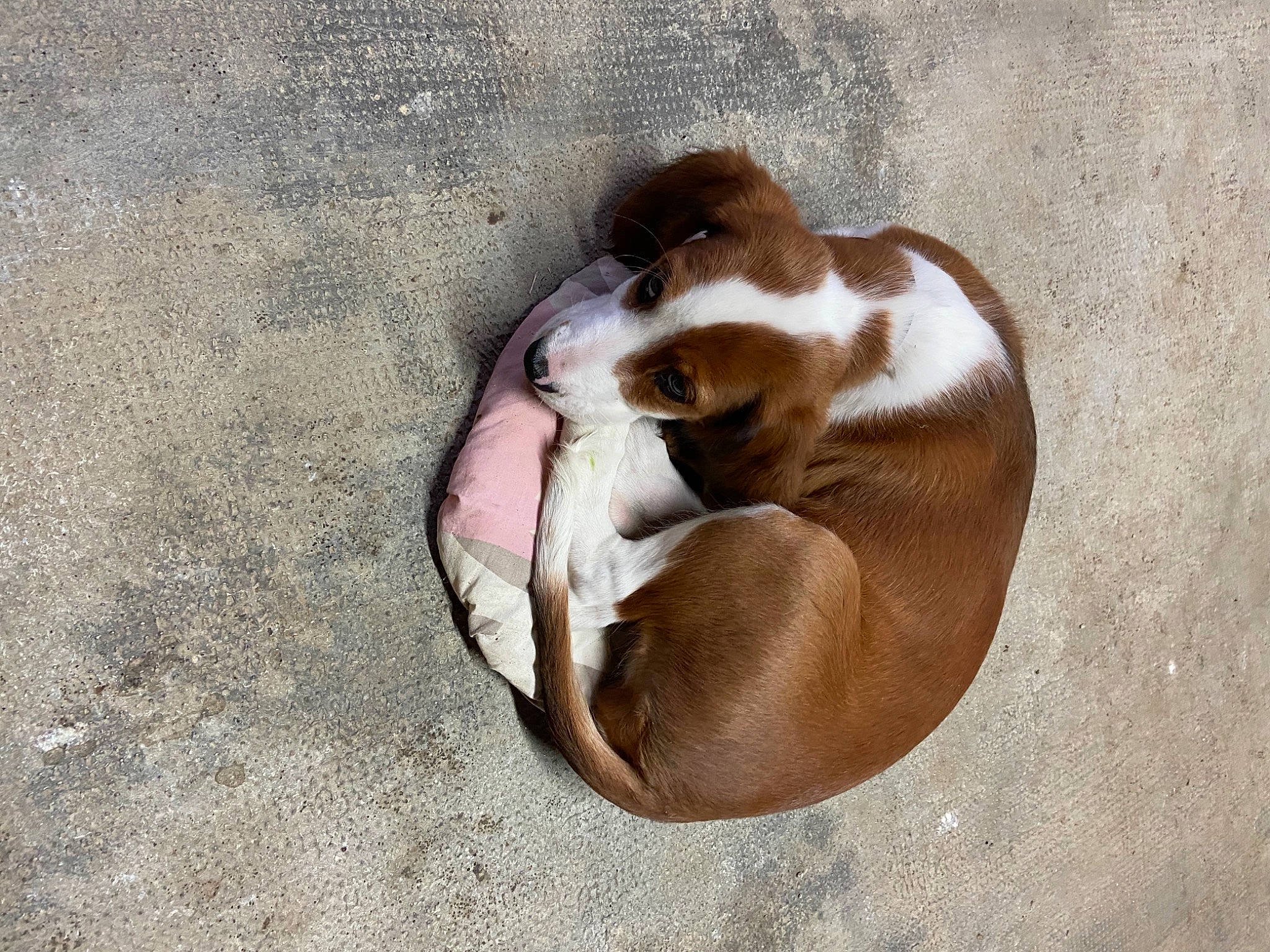 Rebelle a rejoint le concours — aidez-le/la à gagner de superbes lots ! canidae, carnivore, companion_dog, dog, dog_breed, fawn, jack_russell_terrier, puppy, sporting_group