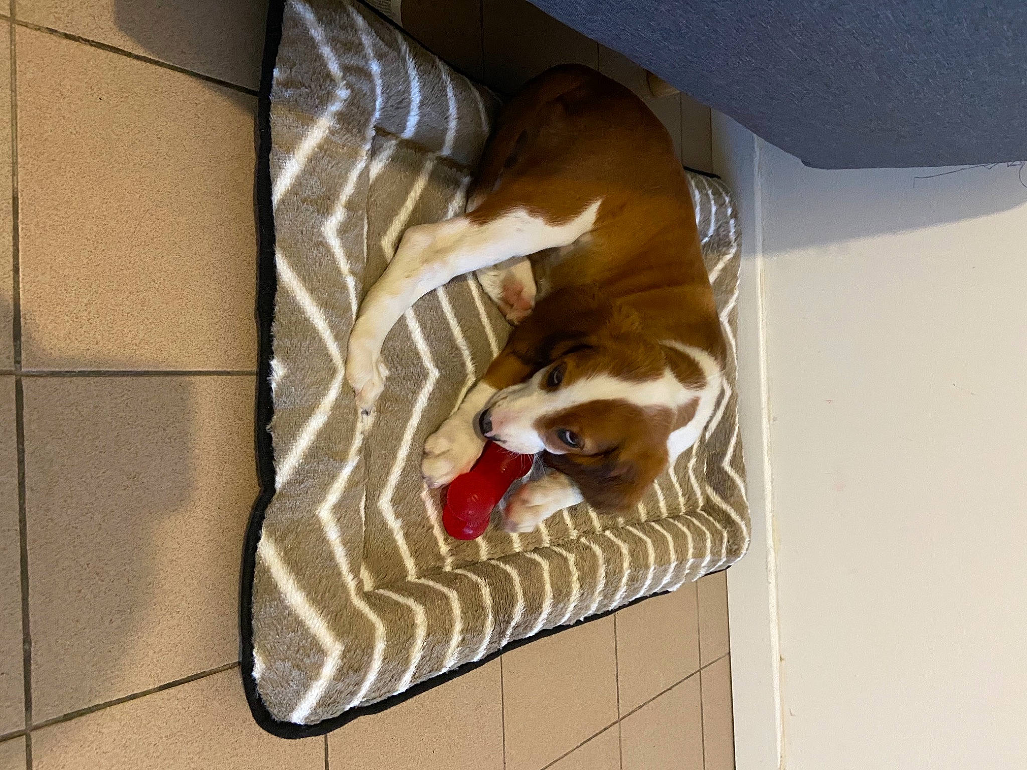 Rebelle a rejoint le concours — aidez-le/la à gagner de superbes lots ! canidae, carnivore, dog, dog_breed, fawn, non_sporting_group, sporting_group