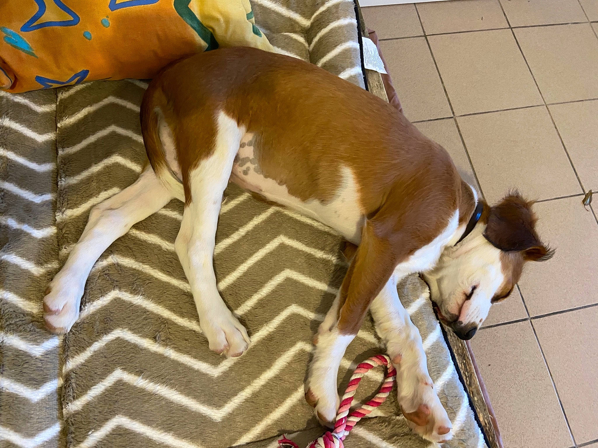 Rebelle participe au concours pour gagner de l'argent avec cette photo : basenji, canidae, carnivore, companion_dog, dog, dog_breed, fawn, feist, ibizan_hound, italian_greyhound, mammal, sporting_group