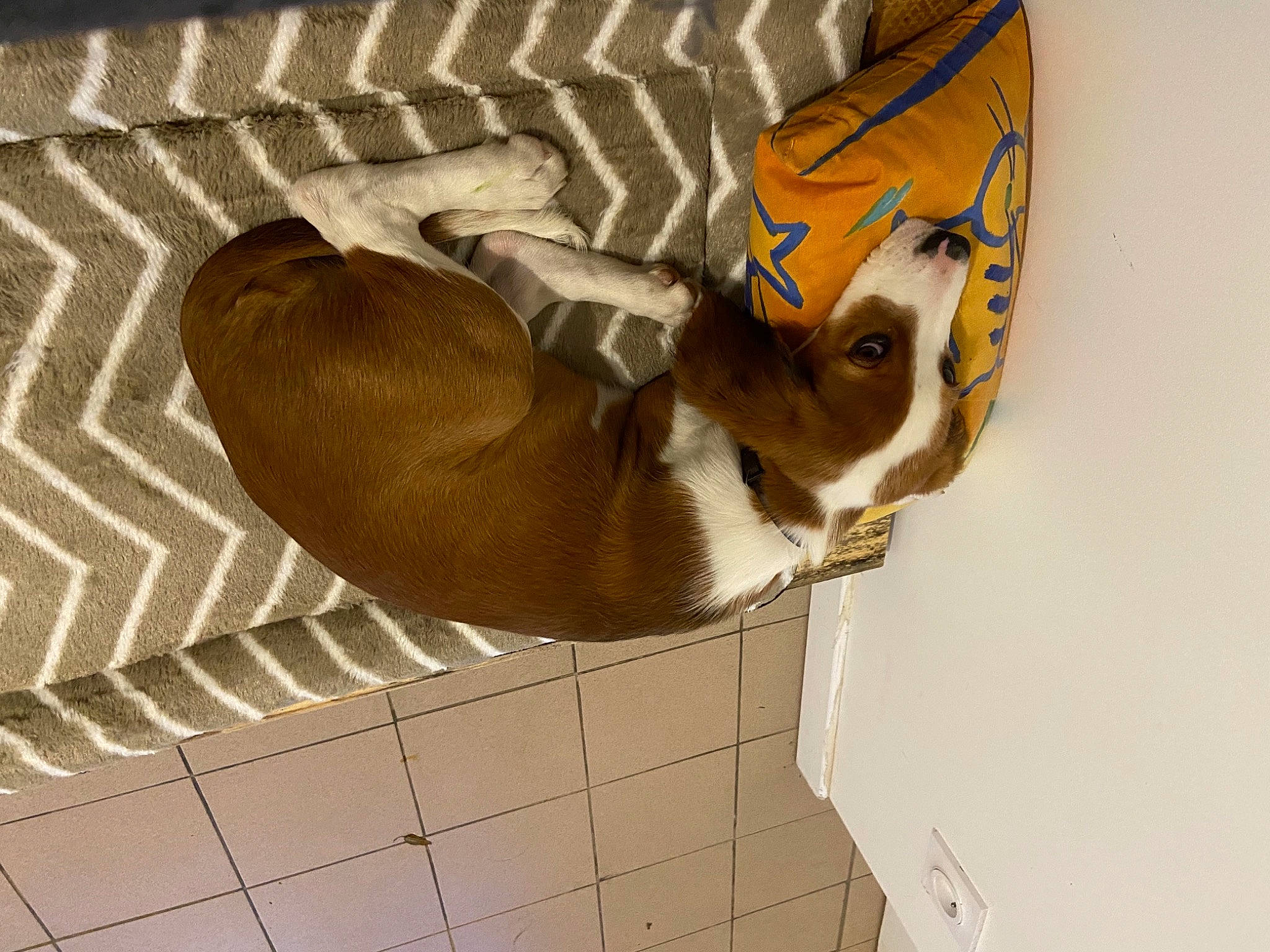 Rebelle a rejoint le concours — aidez-le/la à gagner de superbes lots ! basenji, canidae, carnivore, dog, dog_breed, fawn, sporting_group