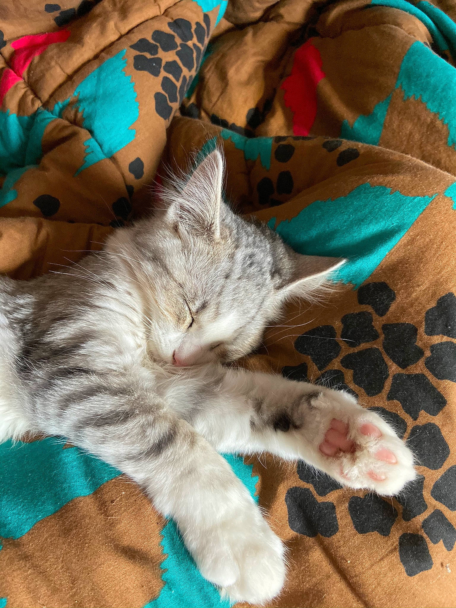 Pepito a rejoint le concours — aidez-le/la à gagner de superbes lots ! american_shorthair, asian, carnivore, cat, claw, domestic_short_haired_cat, dragon_li, european_shorthair, felidae, fur, kitten, nap, paw, pixie_bob, sleep, small_to_medium_sized_cats, tabby_cat, tail, textile, whiskers