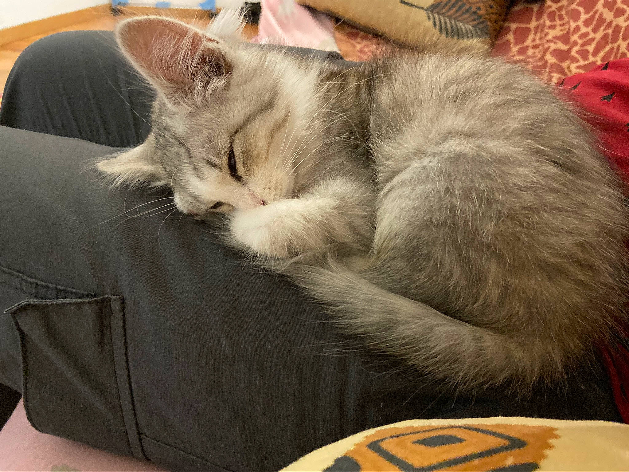 Pepito participe au concours pour gagner de l'argent avec cette photo : asian, british_shorthair, carnivore, cat, chartreux, comfort, domestic_short_haired_cat, ear, european_shorthair, felidae, fur, furniture, kitten, nap, nebelung, paw, small_to_medium_sized_cats, tail, whiskers