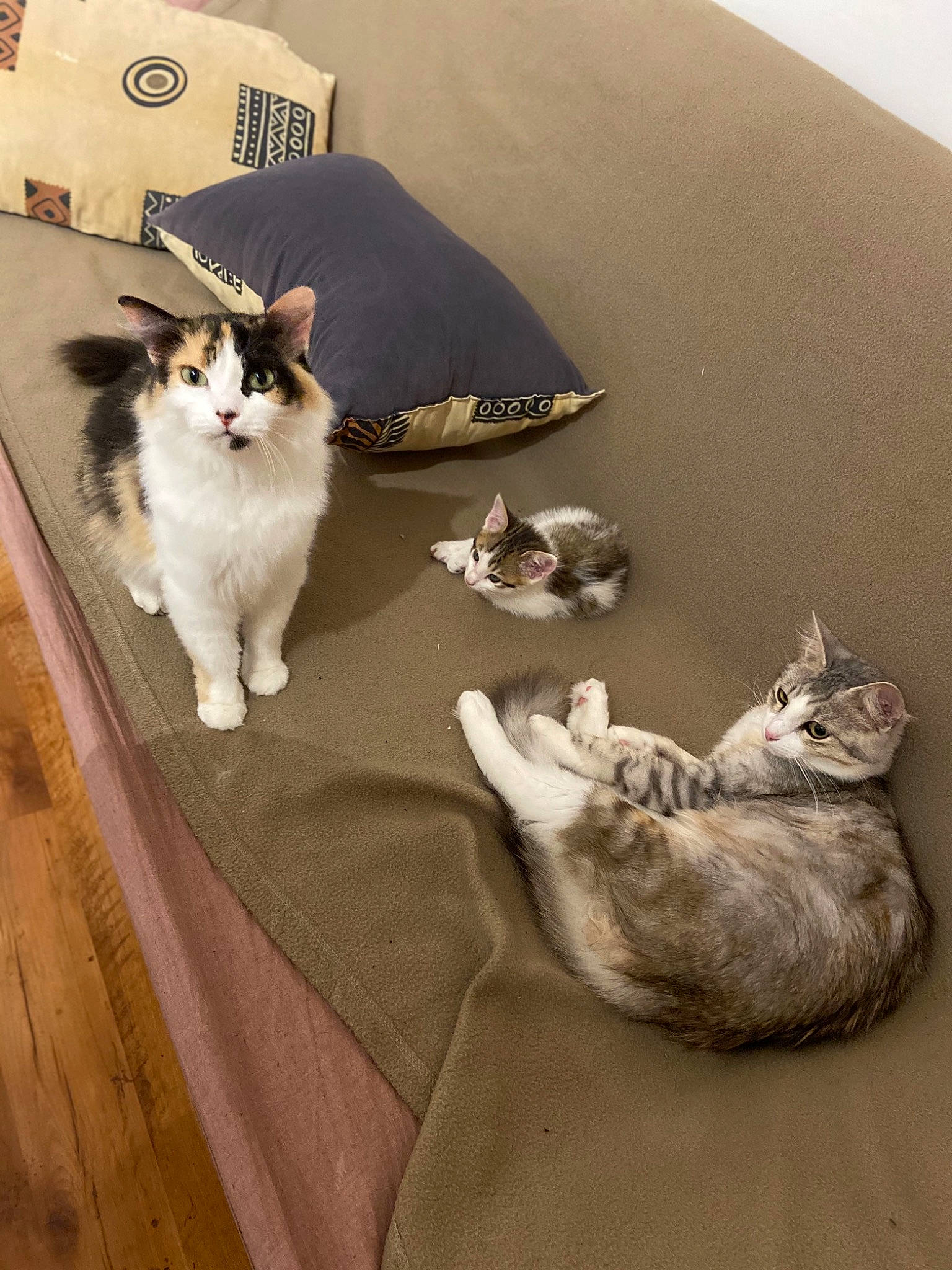 Plume participe au concours pour gagner de l'argent avec cette photo : aegean_cat, american_curl, carnivore, cat, domestic_long_haired_cat, domestic_short_haired_cat, european_shorthair, felidae, floor, flooring, kitten, mammal, munchkin, norwegian_forest_cat, paw, polydactyl_cat, ragamuffin, small_to_medium_sized_cats, vertebrate, whiskers