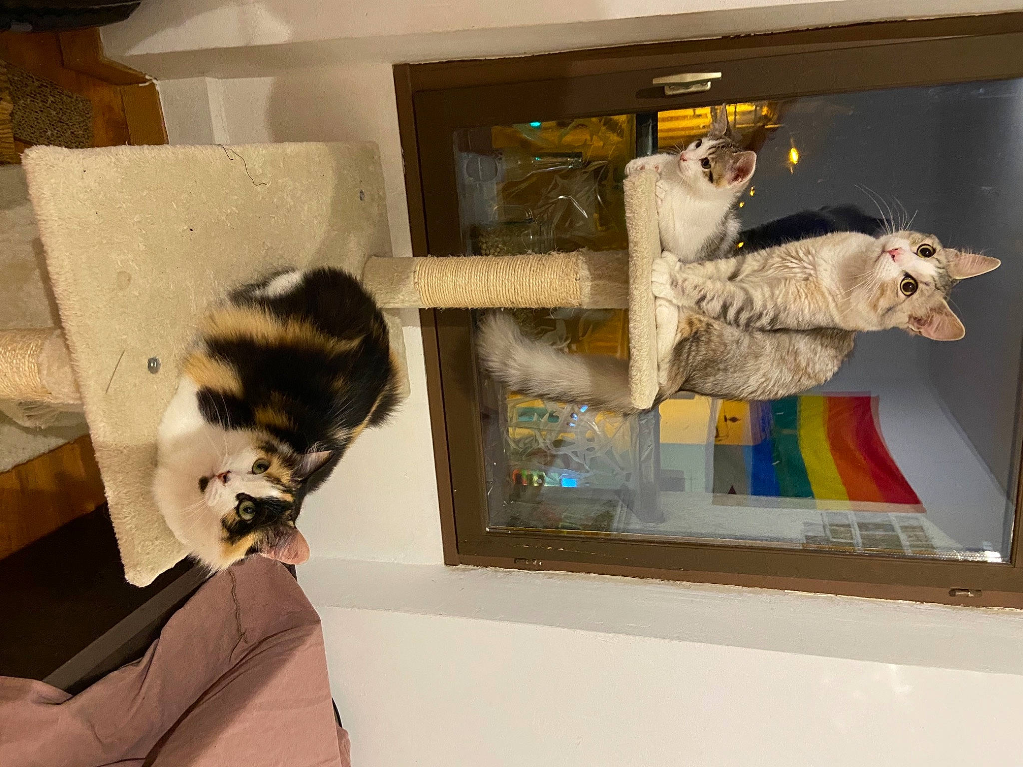 Plume participe au concours pour gagner de l'argent avec cette photo : art, carnivore, cat, felidae, fur, norwegian_forest_cat, room, small_to_medium_sized_cats, tail, textile