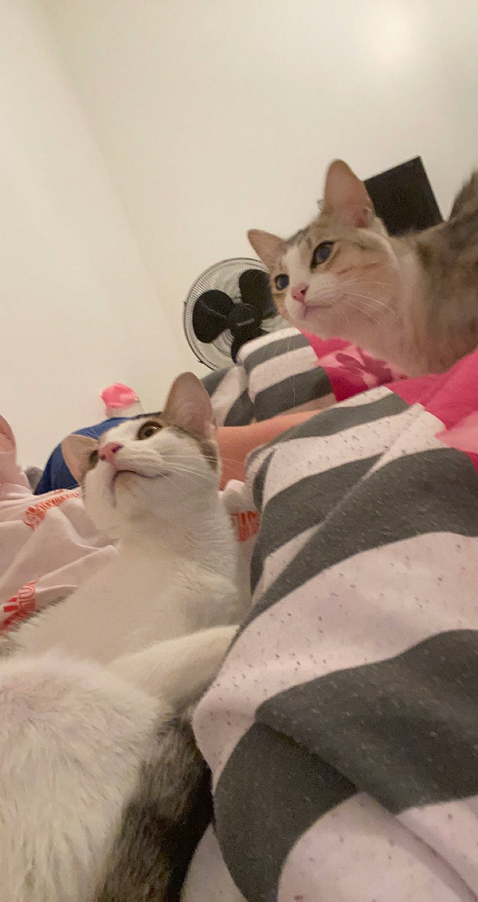 Plume participe au concours pour gagner de l'argent avec cette photo : aegean_cat, asian, burmilla, carnivore, cat, colorpoint_shorthair, domestic_short_haired_cat, ear, felidae, khao_manee, kitten, mammal, paw, singapura, small_to_medium_sized_cats, snout, turkish_angora, turkish_van, vertebrate, whiskers