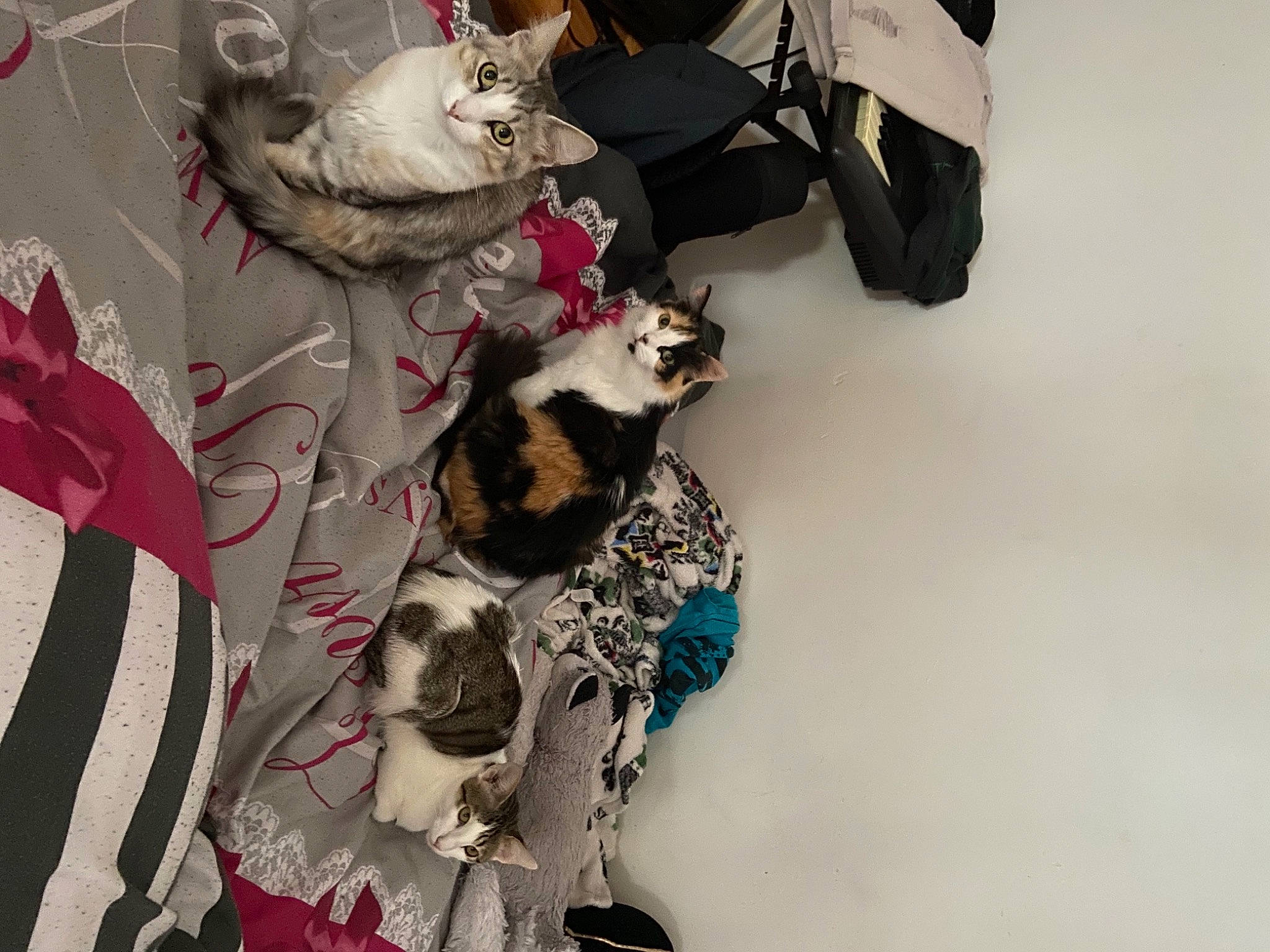 Plume participe au concours pour gagner de l'argent avec cette photo : canidae, carnivore, cat, felidae, fur, kitten, room, small_to_medium_sized_cats, tail, textile, whiskers