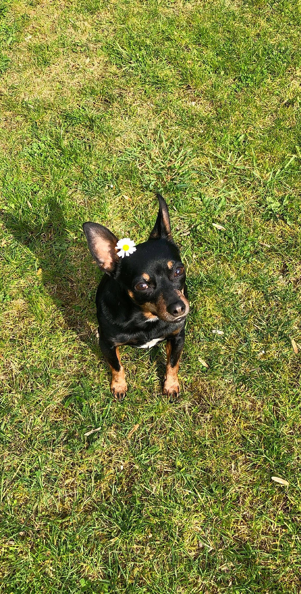 Fiona a rejoint le concours — aidez-le/la à gagner de superbes lots ! canidae, carnivore, dog, dog_breed, german_pinscher, grass, lancashire_heeler, mammal, miniature_pinscher, pinscher, prazsky_krysarik, sporting_group, vertebrate