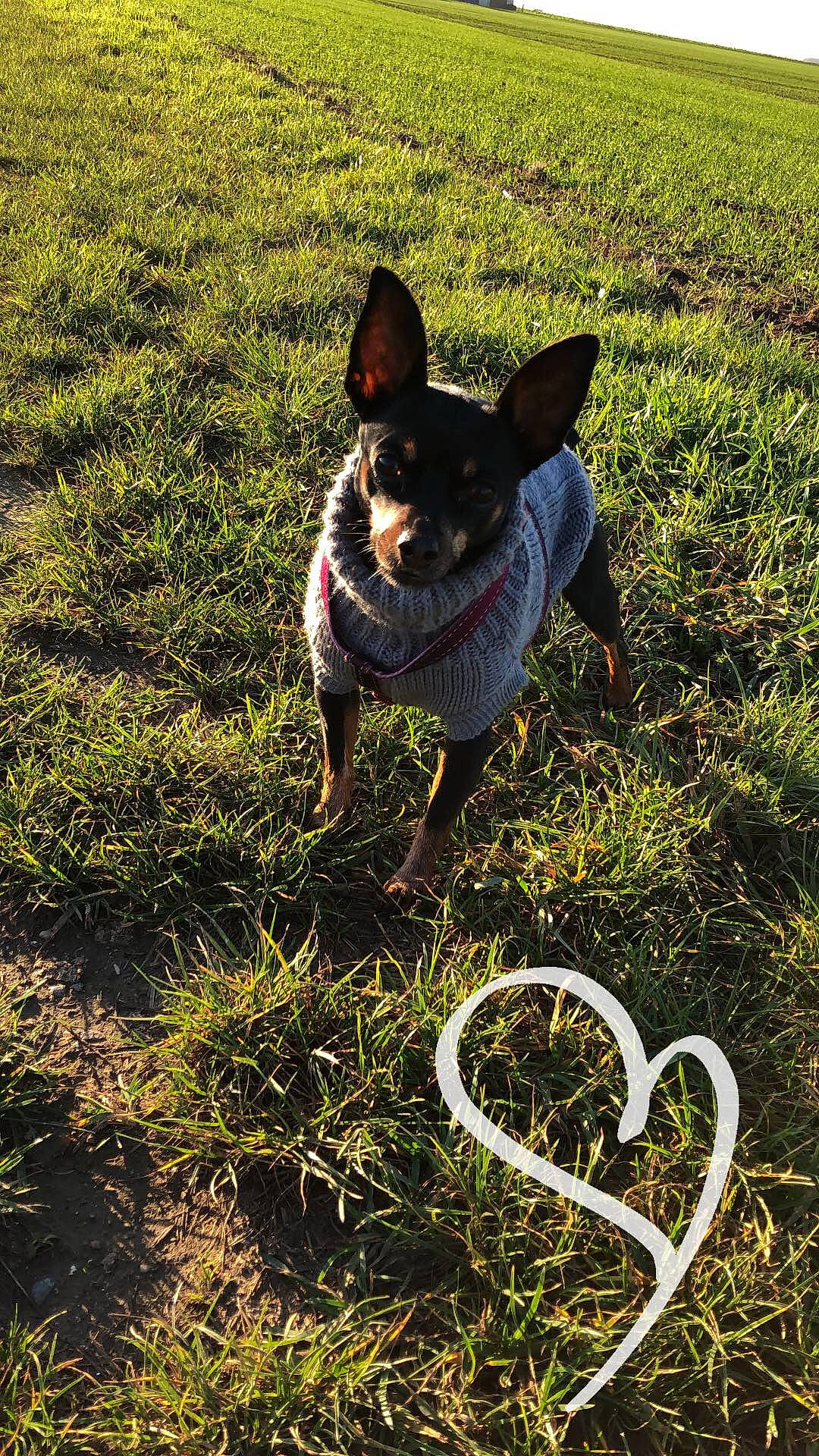 Fiona participe au concours pour gagner de l'argent avec cette photo : australian_cattle_dog, australian_kelpie, canidae, carnivore, companion_dog, dog, dog_breed, ear, english_toy_terrier, grass, grass_family, miniature_pinscher, plant, rat_terrier, shadow, tail, toy_fox_terrier