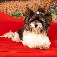 Sky is registered to the contest to win money with this photo: dog, pet, cute, fluffy, red_couch, flower_hair_tie, indoor, portrait, animal, fur, small_dog, resting, decor, hay, flowers, colorful, cozy, relaxed, closeup, adorable