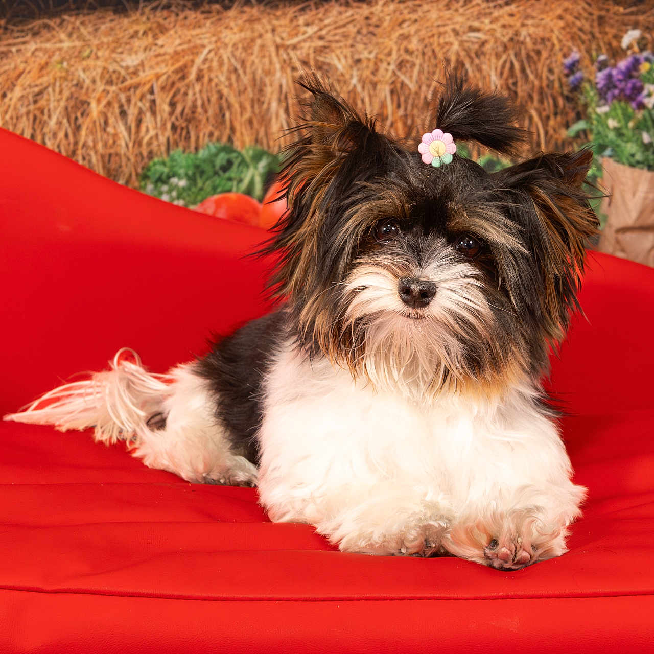 Sky is registered to the contest to win money with this photo: dog, pet, cute, fluffy, red_couch, flower_hair_tie, indoor, portrait, animal, fur, small_dog, resting, decor, hay, flowers, colorful, cozy, relaxed, closeup, adorable