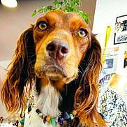 Tinaf participe au concours pour gagner de l'argent avec cette photo : dog, close_up, portrait, pet, indoors, beaded_necklace, brown_fur, long_ears, amber_eyes, plant, wall_art, furniture, decor, cute, animal, canine, looking_up, expression, domestic, house