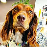 dog, close_up, portrait, pet, indoors, beaded_necklace, brown_fur, long_ears, amber_eyes, plant, wall_art, furniture, decor, cute, animal, canine, looking_up, expression, domestic, house