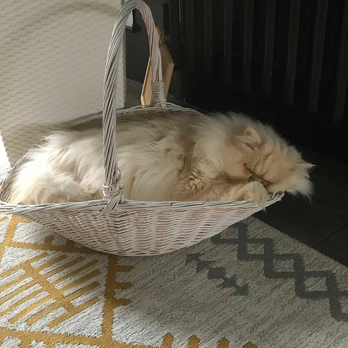 Totoche participe au concours pour gagner de l'argent avec cette photo : animal, basket, cat, cozy, cute, decor, feline, floor, fluffy, home, indoor, nap, patterned_rug, pet, quiet, resting, rug, sleeping, soft, wicker