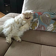 Totoche participe au concours pour gagner de l'argent avec cette photo : cat, fluffy, white_cat, couch, pillow, indoor, relaxing, furniture, pet, animal, living_room, leaf_pattern, lazy, fur, home, cute, adorable, domestic_cat, resting, cozy