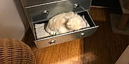 Totoche a rejoint le concours — aidez-le/la à gagner de superbes lots ! cat, drawer, furniture, metallic, wooden_floor, cozy, indoor, pet, fluffy, white_cat, basket, lining, resting, home, low_light, curled_up, quiet, hidden, comfort, sleeping_spot