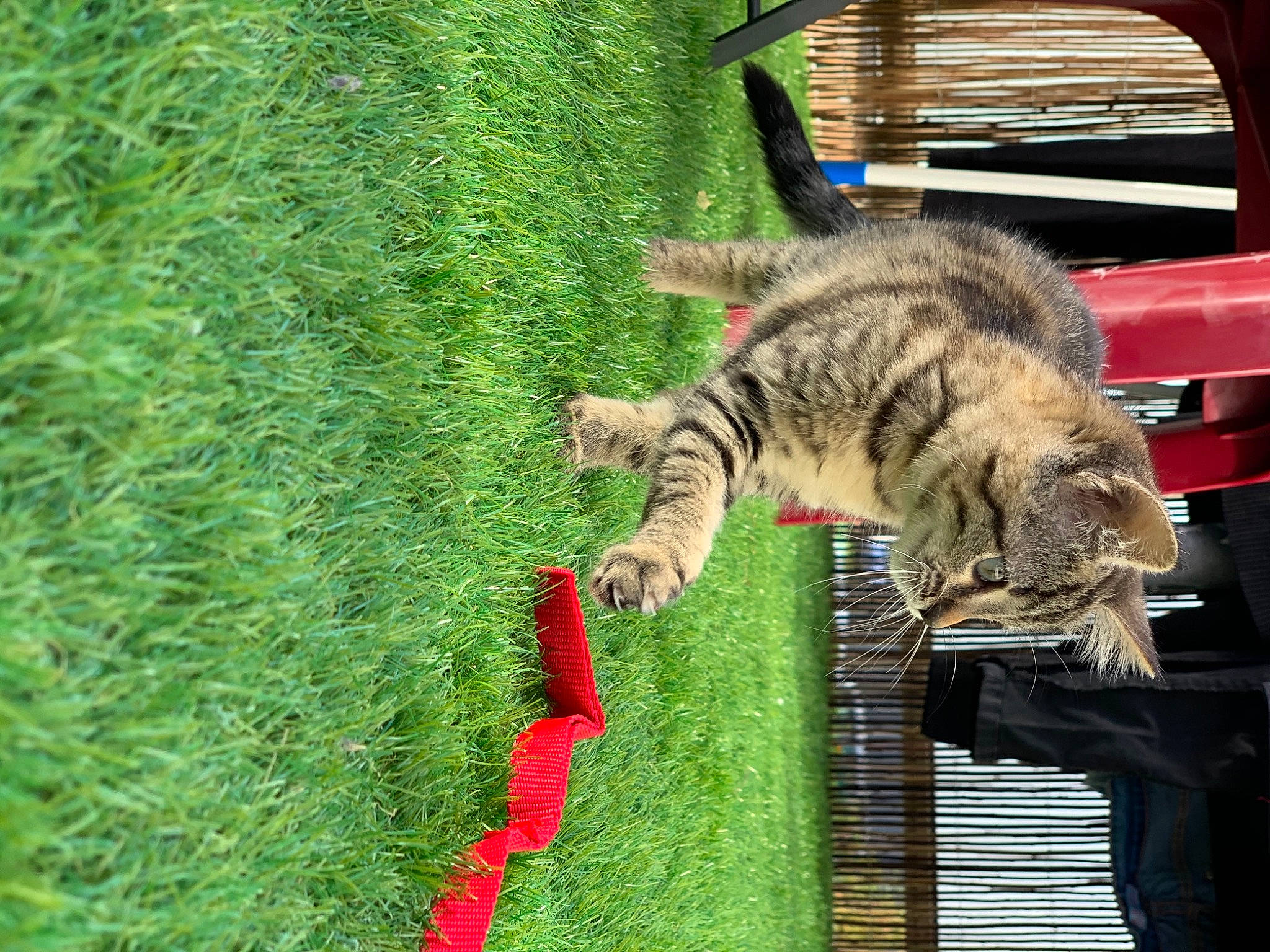 Prada participe au concours pour gagner de l'argent avec cette photo : california_spangled, carnivore, cat, domestic_short_haired_cat, dragon_li, european_shorthair, felidae, fur, grass, green, ocicat, pixie_bob, plant, small_to_medium_sized_cats, tabby_cat, tail, toyger, whiskers, wild_cat